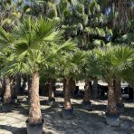 Palma vláknitá (Washingtonia filifera) – výška kmeňa 140-150 cm, celková výška 280-300 cm, kont. C70L (-10°C)